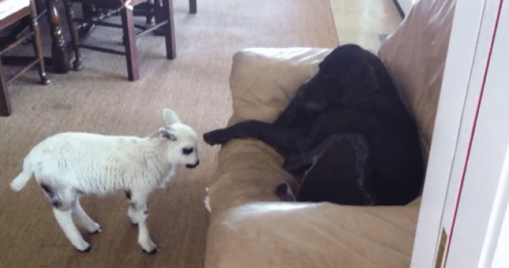 Delightful Pet Lamb Wants To Play With Dog