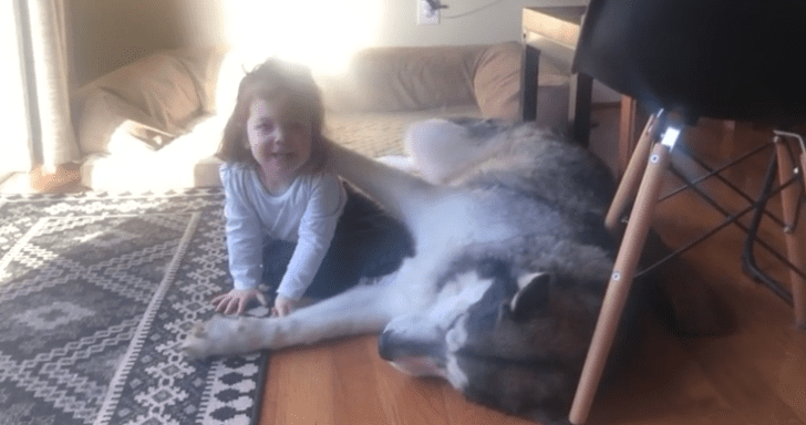 Friendly Alaskan Malamute Gives Little Girl A Hug