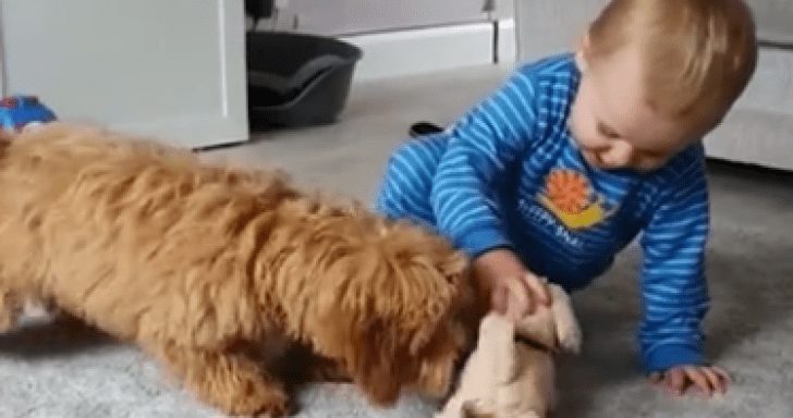 Curious Dog Has An Uproarious Reaction To Baby’s Dog Toy