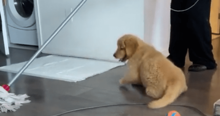 Energetic Golden Retriever Wants To “Help” With Cleaning