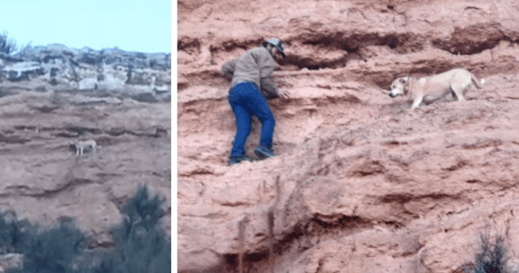 Worried Rescuers Save Dog Stuck On A Cliff