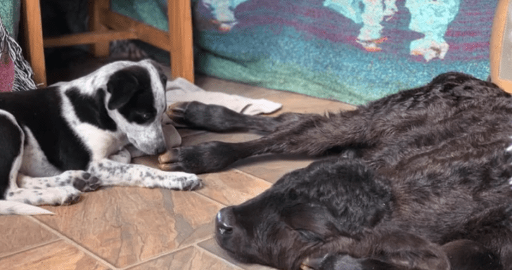 Heroic Puppy Saves Newborn Calf’s Life