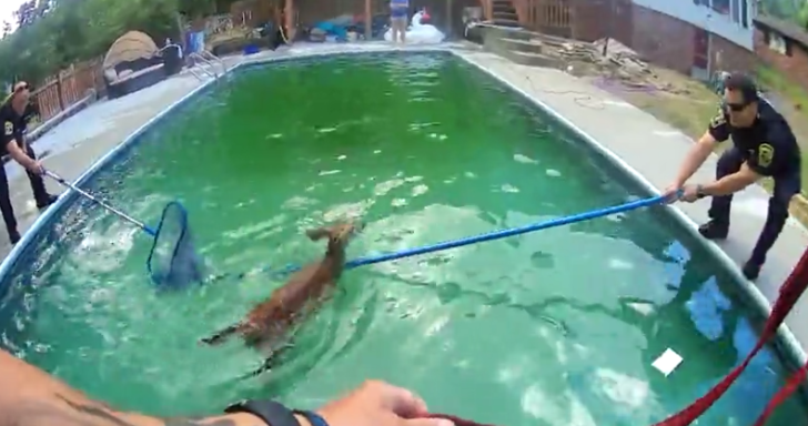 Baby Deer Gets Rescued From Pool By Police Officers