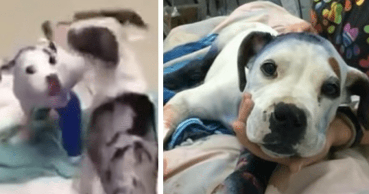 Rescue Dog Comforts Another Dog In Recovery