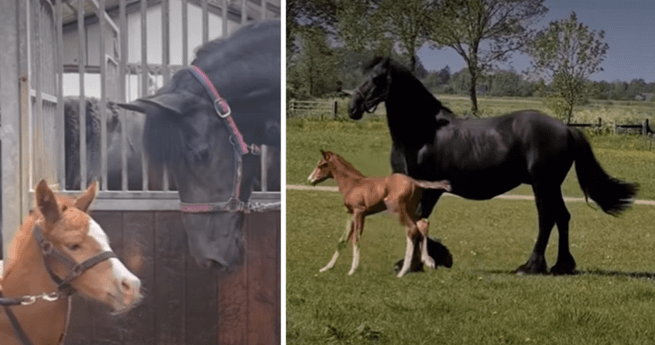 Orphaned Foal Gets Adopted By Horse Who Just Lost Her Baby