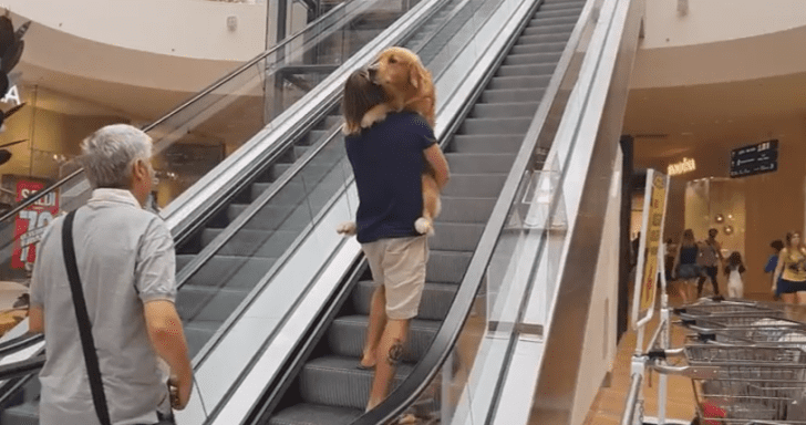 Scared Dog Gets Carried By Owner While Riding The Escalator