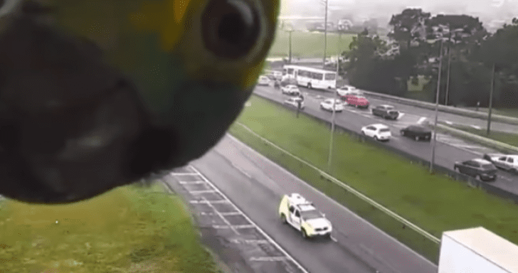 Nosy Parrot Checks Out Traffic Camera