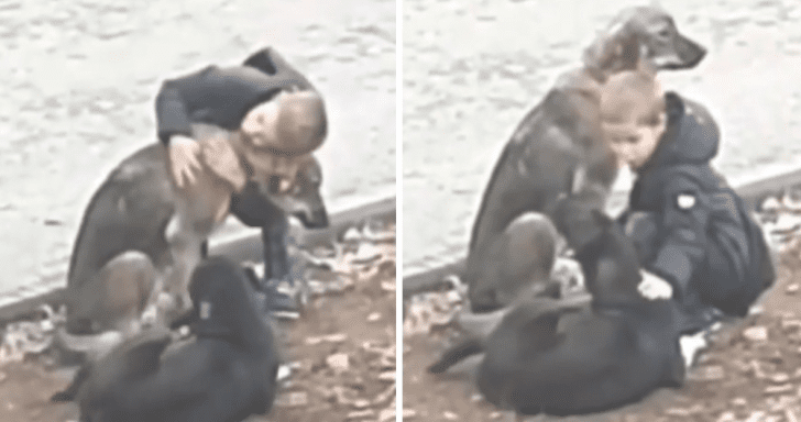 Sweet Little Boy Hugs Two Stray Dogs On His Way Home