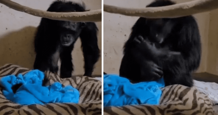 Chimpanzee Mama Reunites With Newborn Baby After Two Days Apart