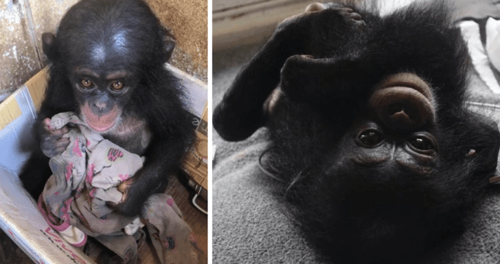 Abandoned Baby Chimp In Cardboard Box Gets Rescued