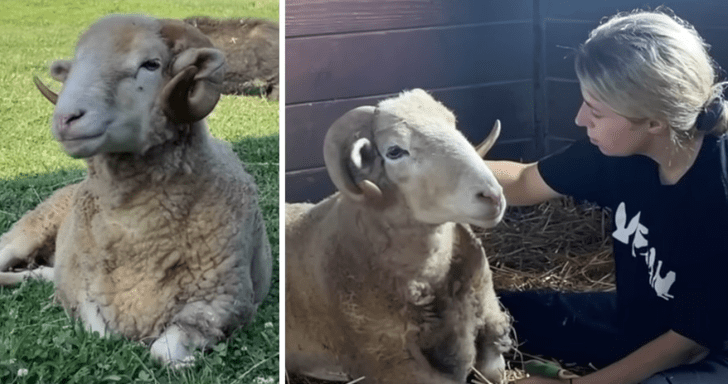 Lonely Ram Gets Rescued After 10 Years Of Neglect