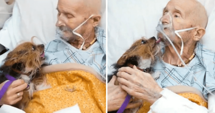 Vietnam Veteran’s Final Wish Was To Say Goodbye To His Beloved Dog