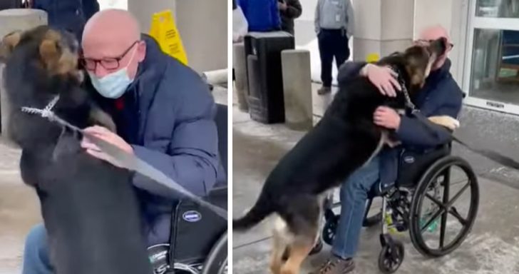 Hero German Shepherd Reunites With Owner She Saved From Stroke