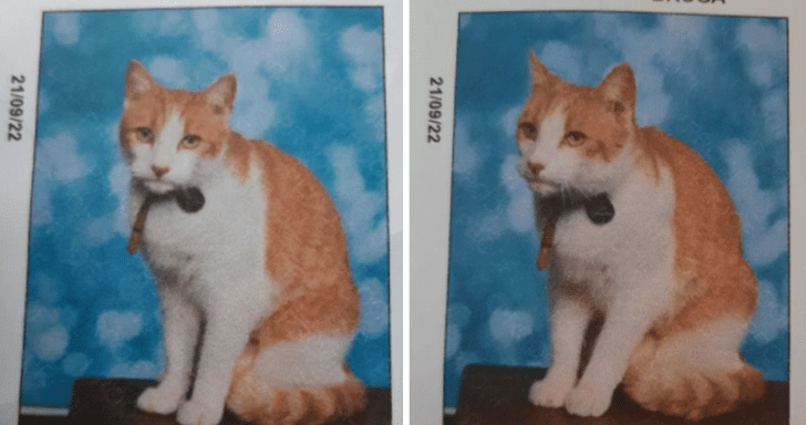 Sneaky Cat’s Class Photo Gets Sent Home To Mom