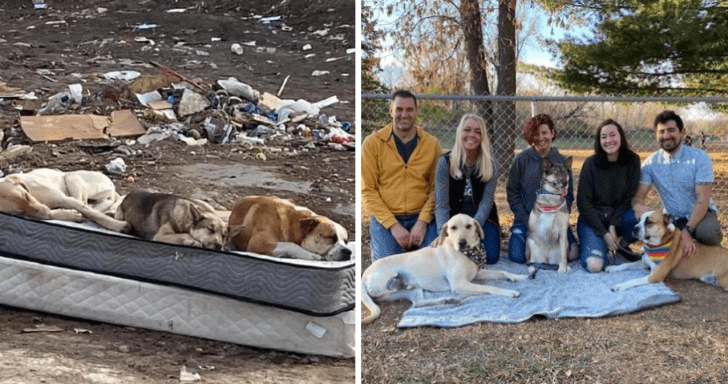 Three Rescued Dogs From Dumpsite Reunite After A Year