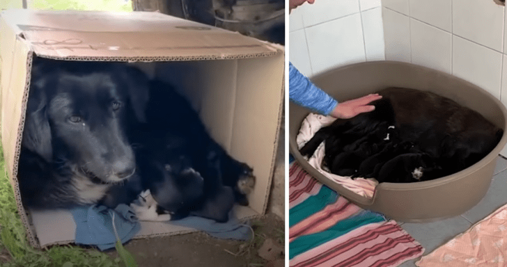 Stray Mama Dog And Puppies Found In A Box Under A Car Get Rescued