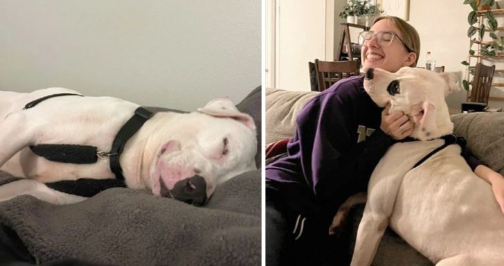 Friendly Shelter Dog Falls Asleep Smiling After Being Adopted