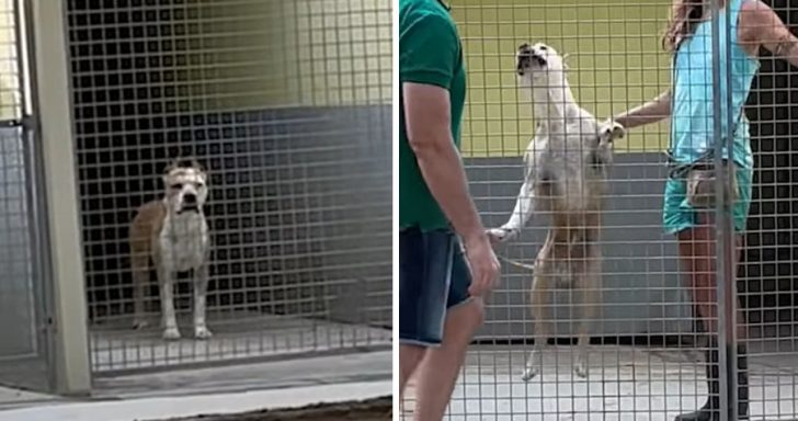 Lonely Terrier Can’t Stop Jumping For Joy When He Learns He’s Being Adopted