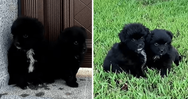 Two Puppies Stay With Each Other Until They Are Rescued