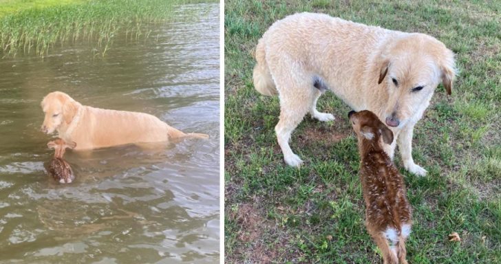 Service Dog Saves Baby Deer From Drowning