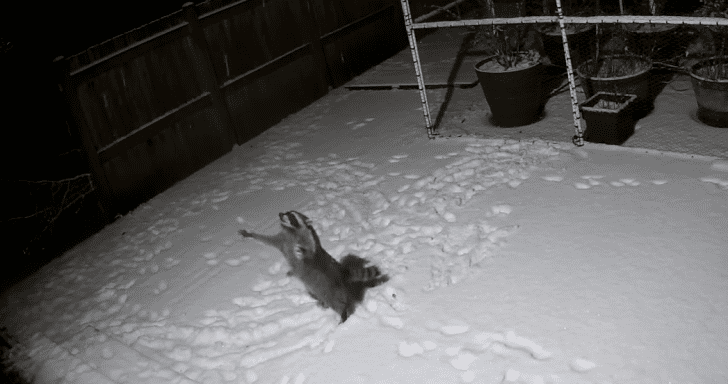 Adorable Raccoon Gets Caught On Camera Enjoying The Snow