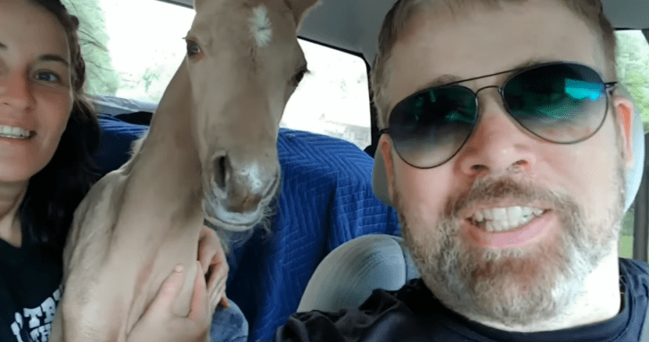 Animal-Loving Couple Rescues Abandoned Foal