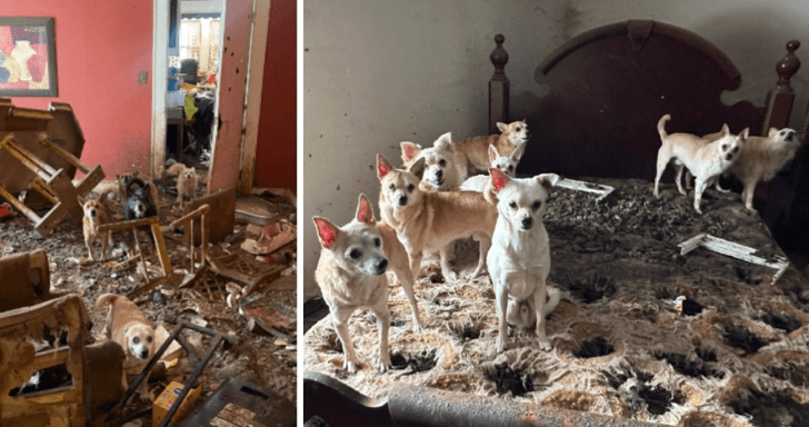 Police And Rescuers Retrieve 75 Dogs From Abandoned Home