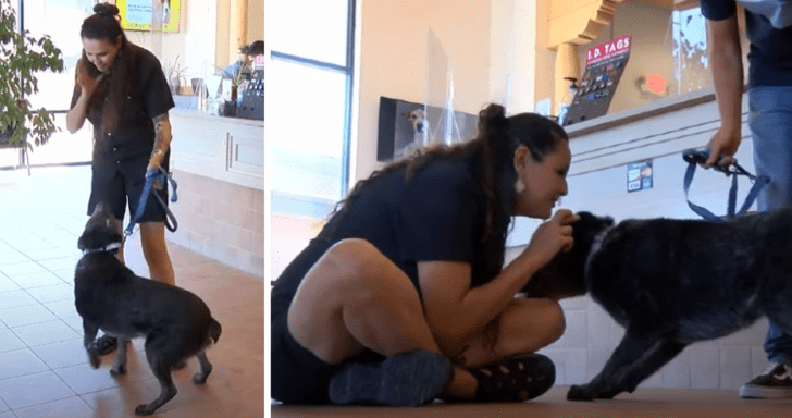 Deaf Dog Who’s Been Missing For 11 Months Is Reunited With Owner