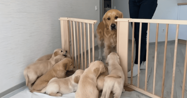 Sweet Golden Retriever Dad Meets His 11 Puppies For The First Time