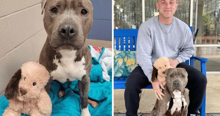 Shelter Dog With Missing Ear Has A Stuffed Toy With The Same Condition