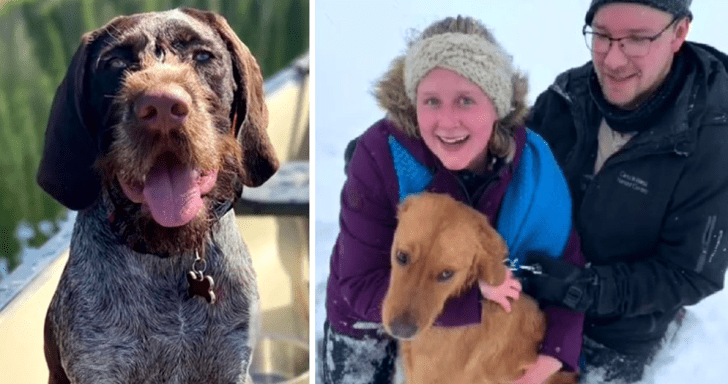 Trained Dog Tracks Down Missing Golden Retriever During A Ski Trip