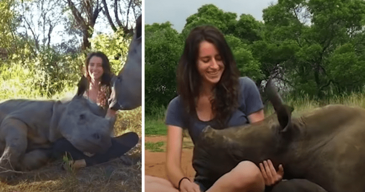 Lovable Baby Rhino Loves Lying On Rescuer’s Lap