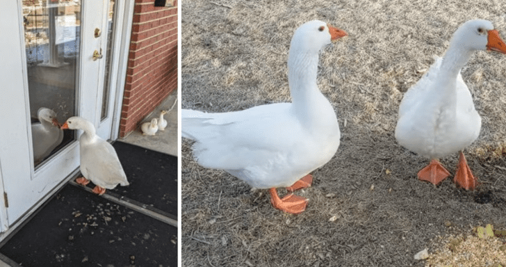 Lonely Widowed Goose At The Cemetery Finds A New Mate