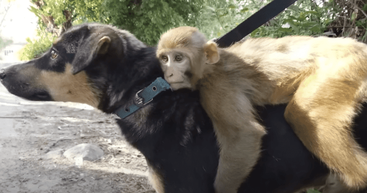 Rescued Baby Monkey Loves Riding Dog’s Back