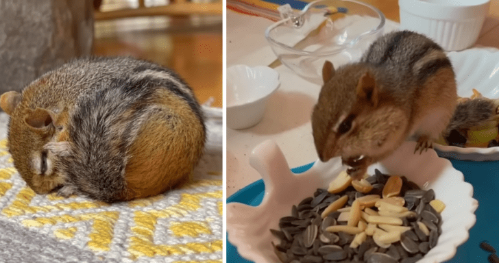 Injured Chipmunk Is Found Resting In A Drawer