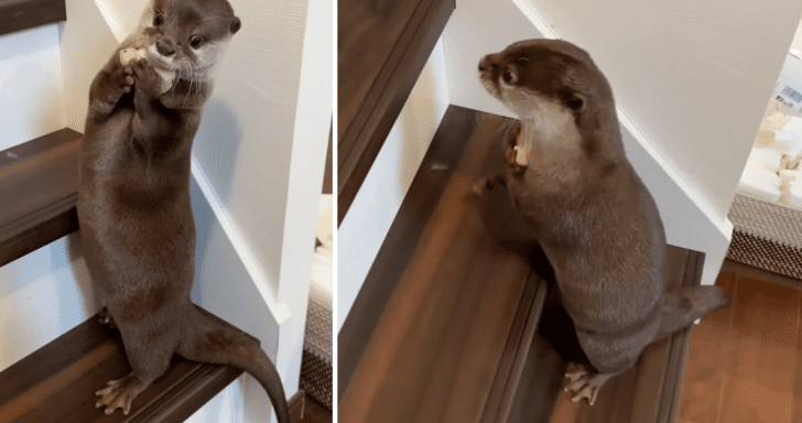 Cute Little Otter Finds Old Toy And Carries It Up The Stairs