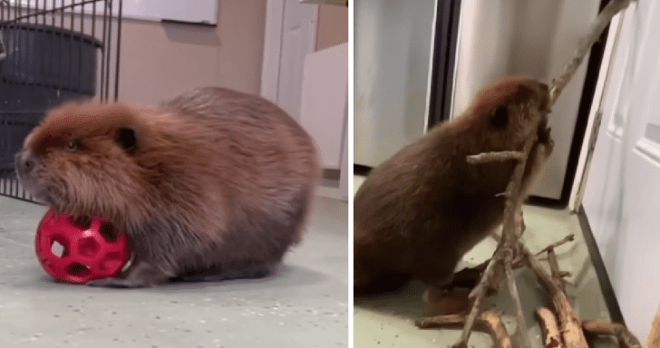 Intelligent Rescued Baby Beaver Recognizes The Difference Between Objects