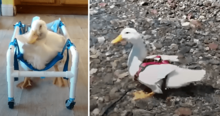 Rescued Duck With “Bones Like Sugar” Practices How To Walk