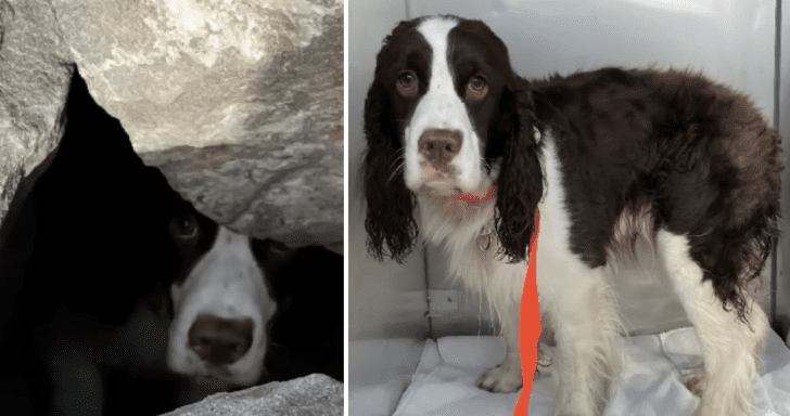 Random Jogger Hears Lost Dog’s Cries And Contacts Rescue For Help