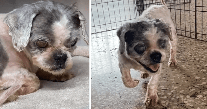 Neglected Dog Was Forced To Live Outside For 3 Years After His Owner’s Passing