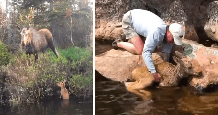 Helpful Fishermen Save Two Moose Calves From Drowning In The River