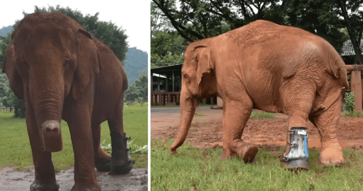 Rescued Elephant Puts On Prosthetic Leg For The First Time