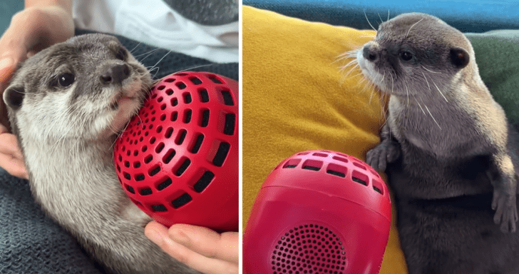 Playful Otters Have Hilarious Reactions To Hearing Themselves In Voice Changer M...