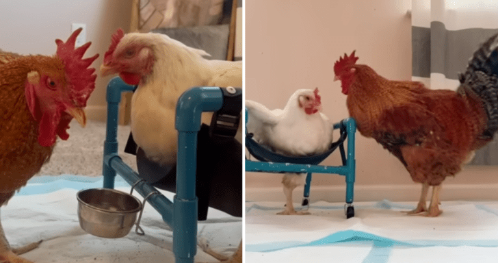 Protective Rooster Falls In Love With One-Legged Hen