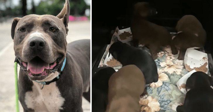 Lonely Pit Bull With Funny Ears Saves Six Puppies Found In Dumpster