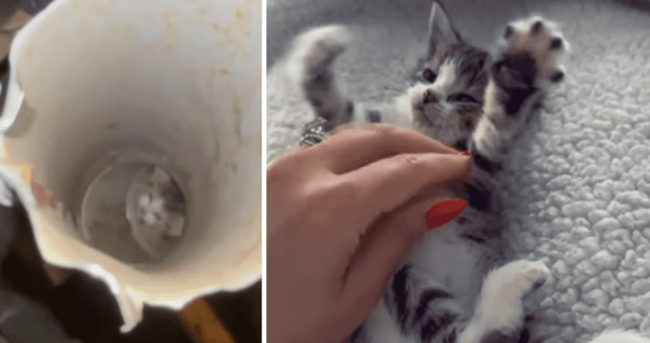 Concerned Family Retrieves Poor Kitten Stuck In Pipe