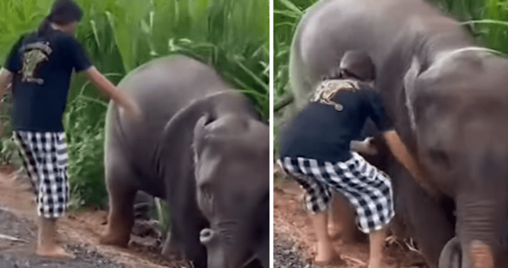 Baby Elephant Thanks Woman Who Rescued Him From Being Stuck In The Mud