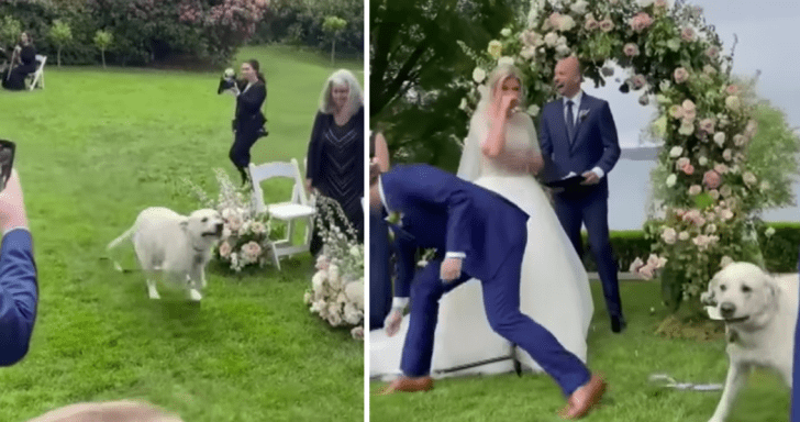 Lovable Labrador Retriever Creates A Hilarious Scene At His Owners’ Wedding