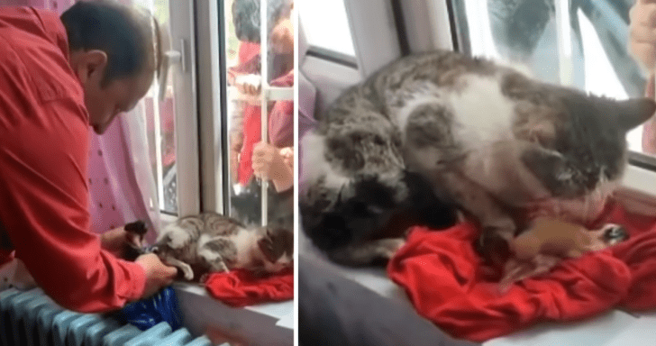 Curious Students Watch A Stray Cat Give Birth To Three Kittens In Their Classroo...