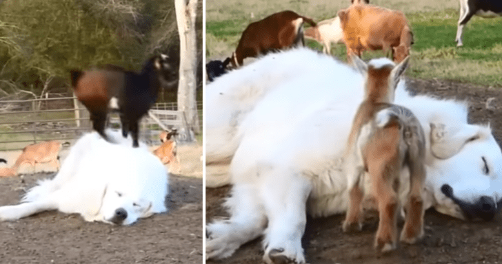 Sleepy Great Pyrenees Lets Baby Goats Hop Over Him During Play Time